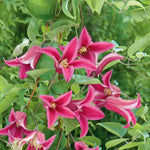 Clematis 'princess Diana' (texensis) - Pink Climbing Plant, Rhs Agm | 1 x 7cm | Flamingo Pink