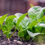 Spinach Renegade Seedlings - Hardy Disease-resistant | 12 x Garden Ready Plants | Green
