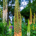 Eremurus Hybrid Mixed Colours - Fox Tail Lilies | Set-of-3