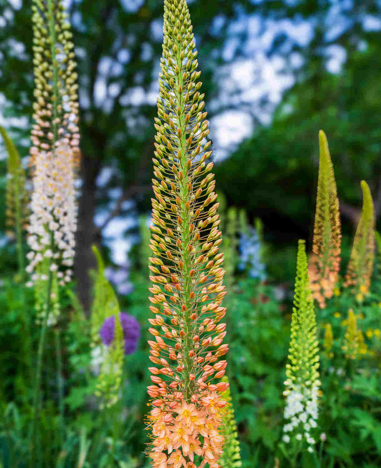 Eremurus Hybrid Mixed Colours - Fox Tail Lilies | Set-of-3