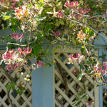 Climb Into A Cloud Of Scent - A Collection Of Fragrant Climbers | Set-of-12 | Multi