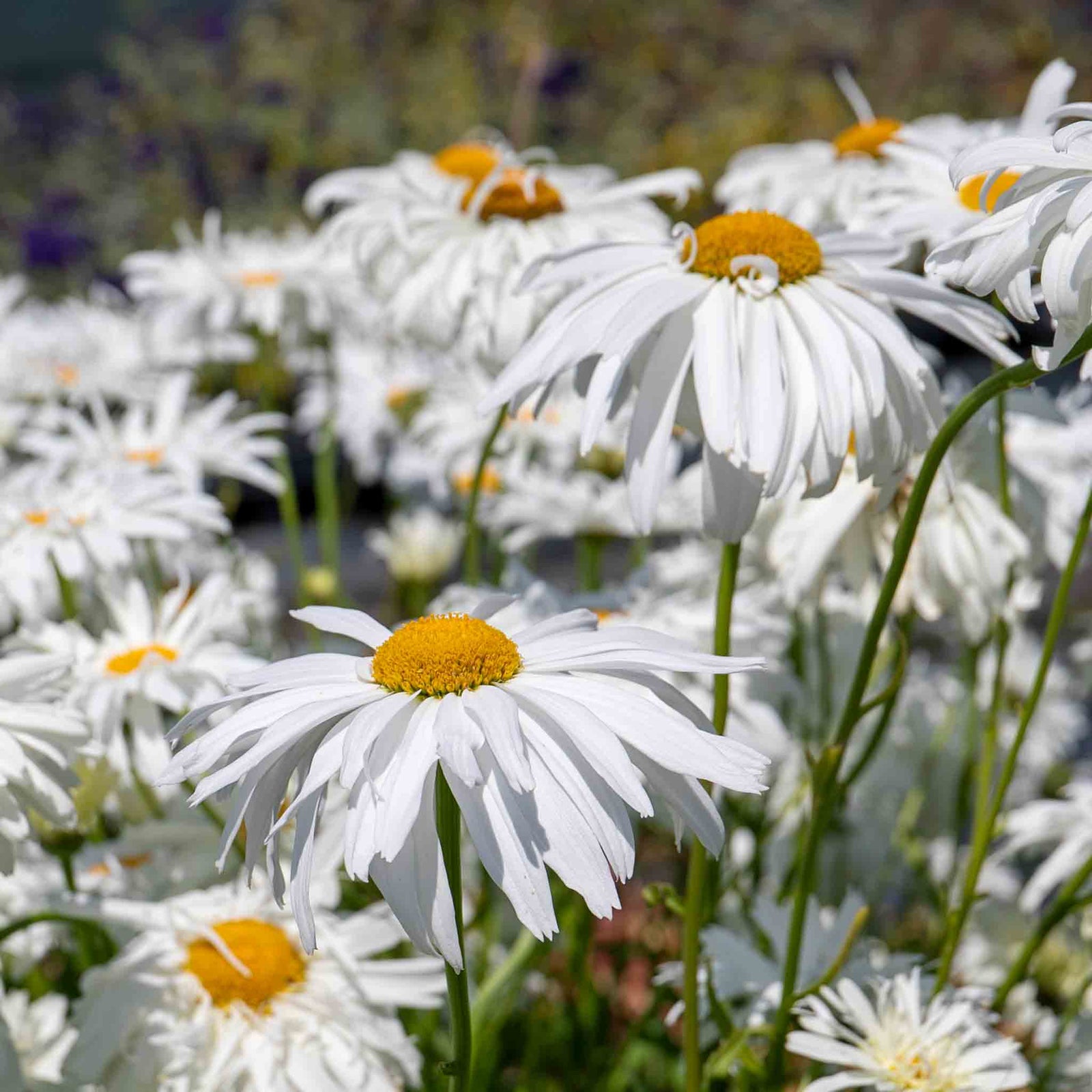 Leucanthemum 'crazy Daisy' Frilly Shasta Daisy Perennial | 1 x 9cm