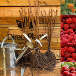 Raspberry Full Season Collection 25 Large Canes Plants