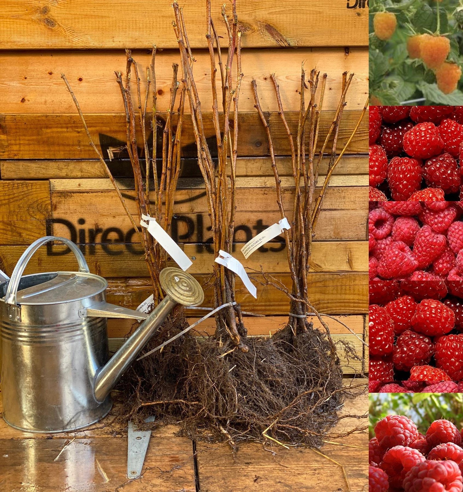 Raspberry Full Season Collection 25 Large Canes Plants