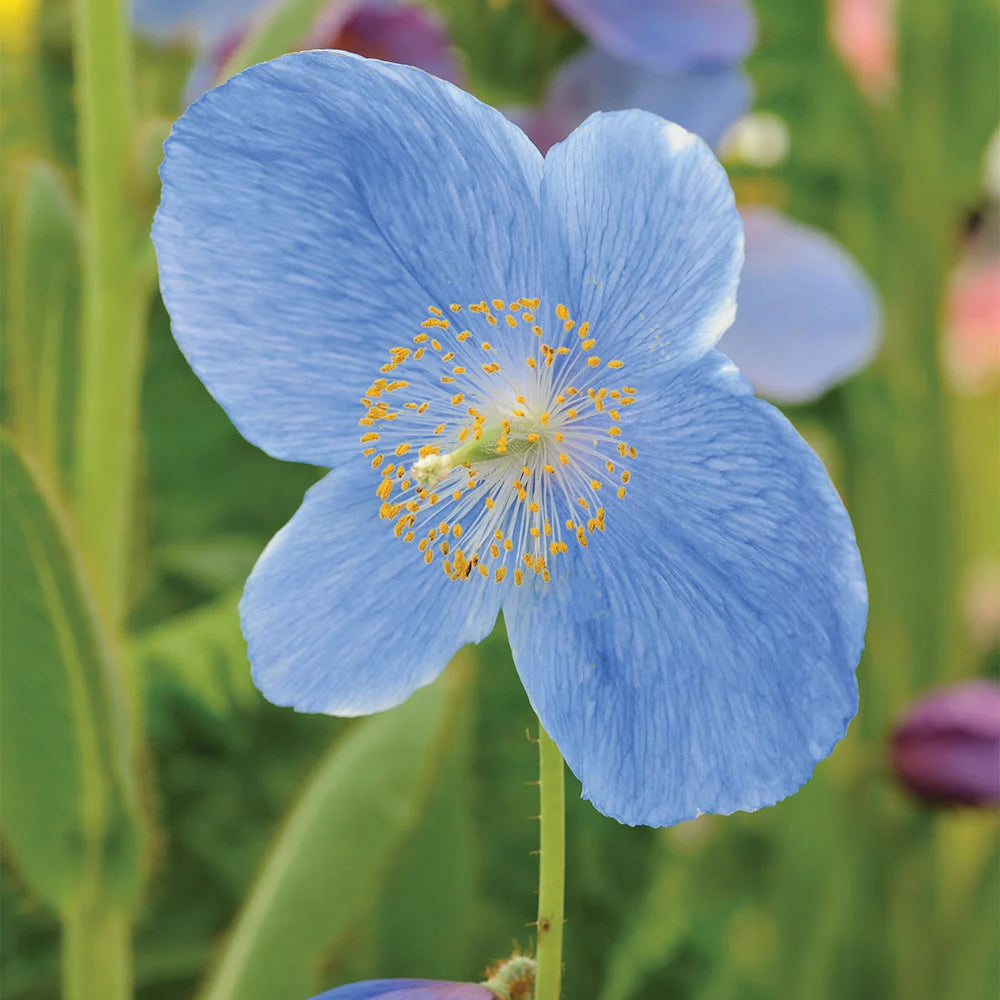 Blue Poppy Meconopsis Lingholm | 8 x Jumbo Plug Plants