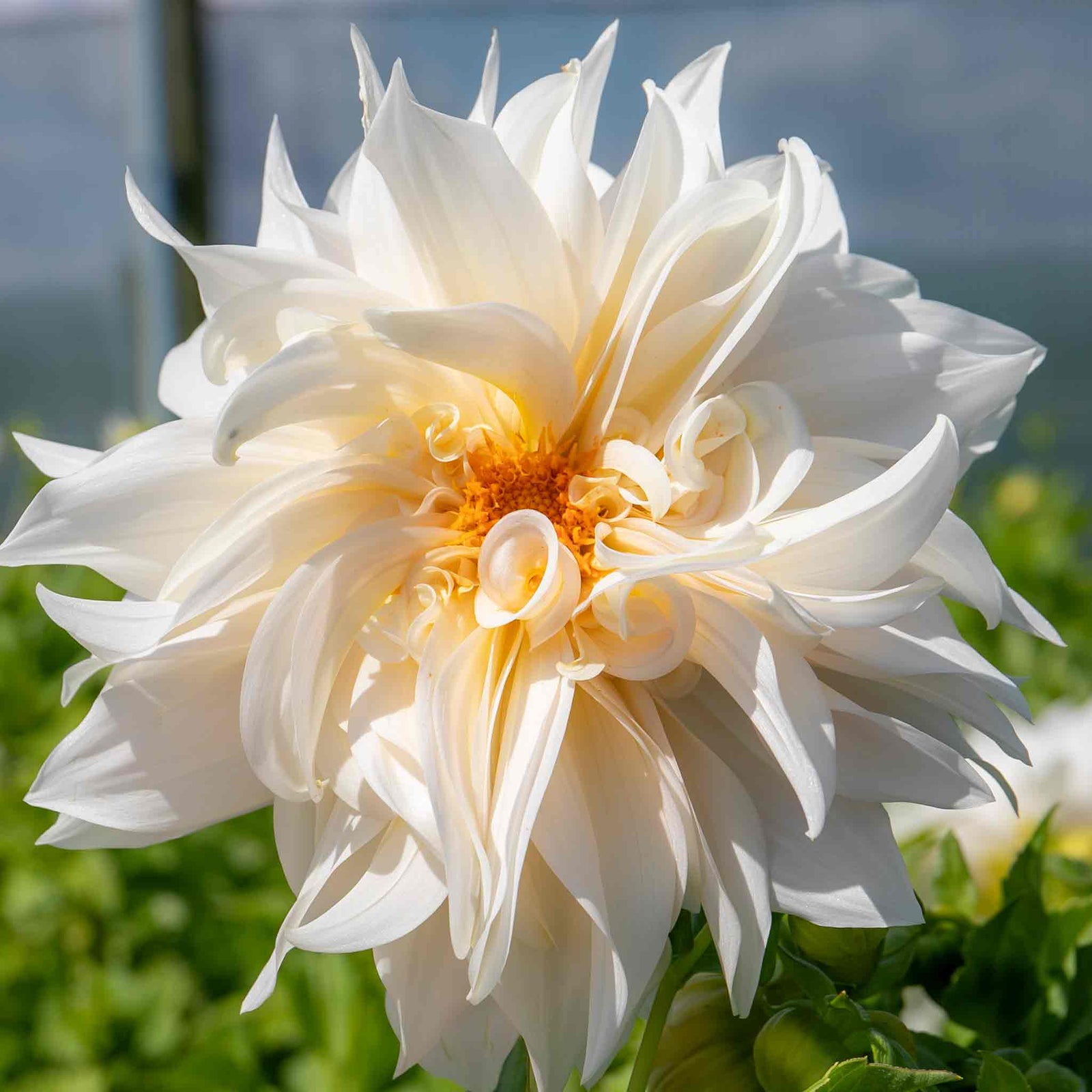 Dahlia 'café Au Lait' | 1 x Tuber