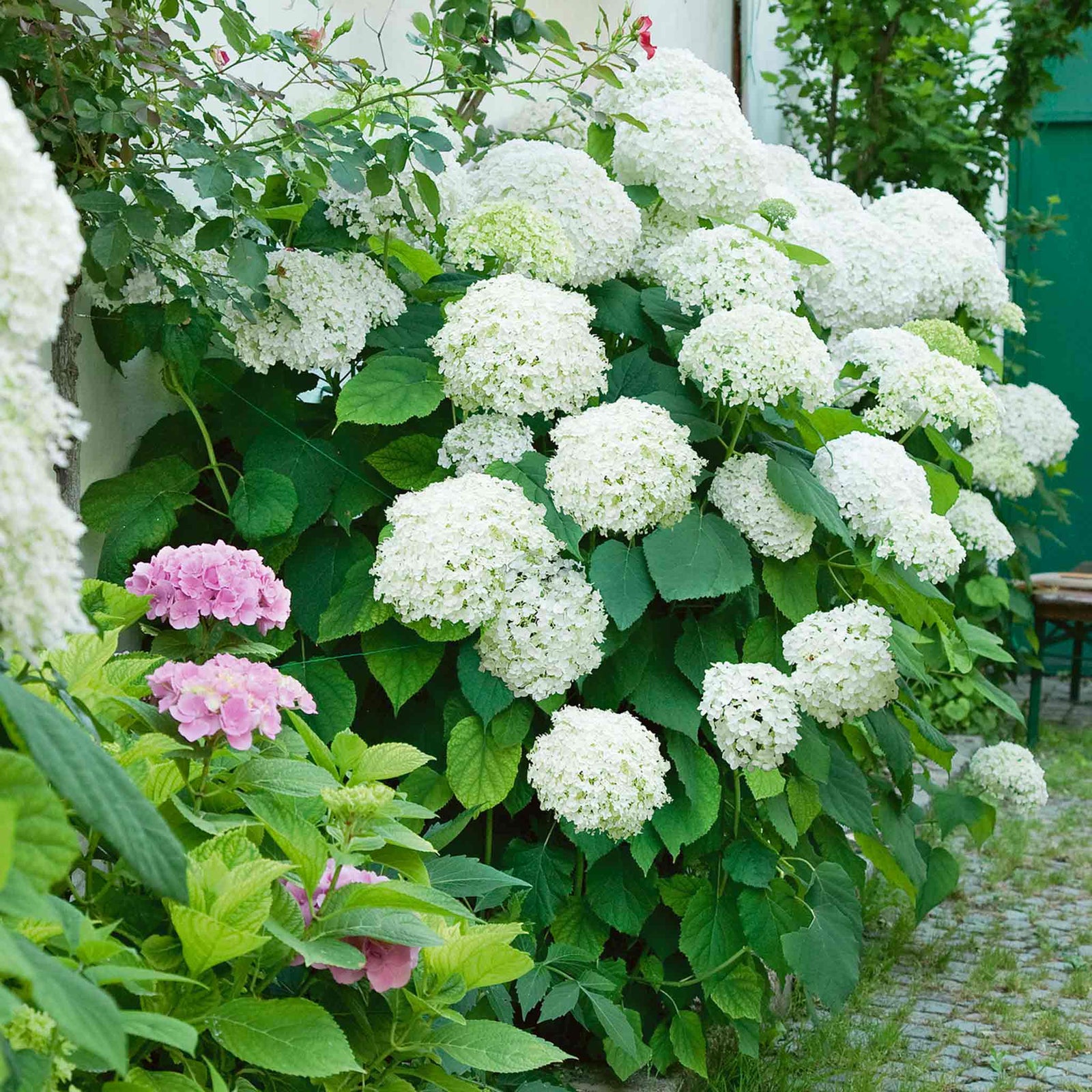 Hydrangea 'annabelle' White - Award-winning Large 30 Cm Blooms | 1 x 3L | White
