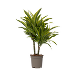 Dragon Tree - Dracaena Deremensis 'lemon Lime' - Height 60-70cm - ⌀17cm | Set-of-1 | Green