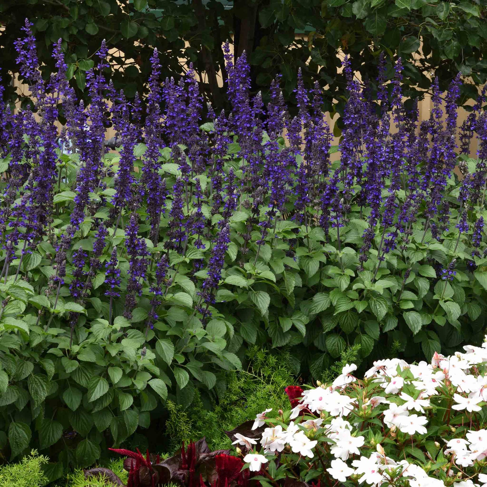 Salvia 'big Blue' – Pollinator-friendly Blue Spikes | 12 x Plug Plants | Blue