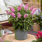 Hayloft Buddleja Davidii Butterfly Candy Little Pink - 1 x 9cm Pot