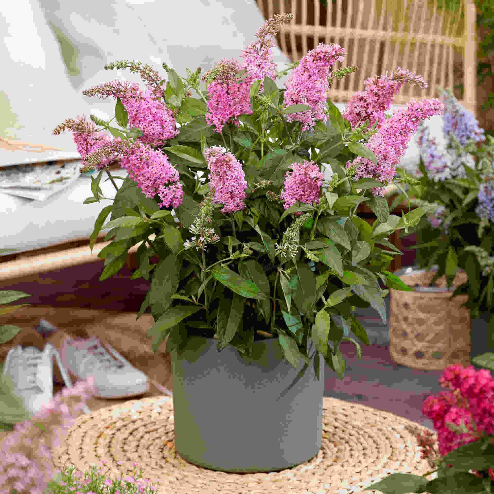 Hayloft Buddleja Davidii Butterfly Candy Little Pink - 1 x 9cm Pot