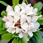 Daphne 'eternal Fragrance' (daphne X Transatlantica) - Long-flowering Fragrant Evergreen | 1 x 5L | Green & Pink