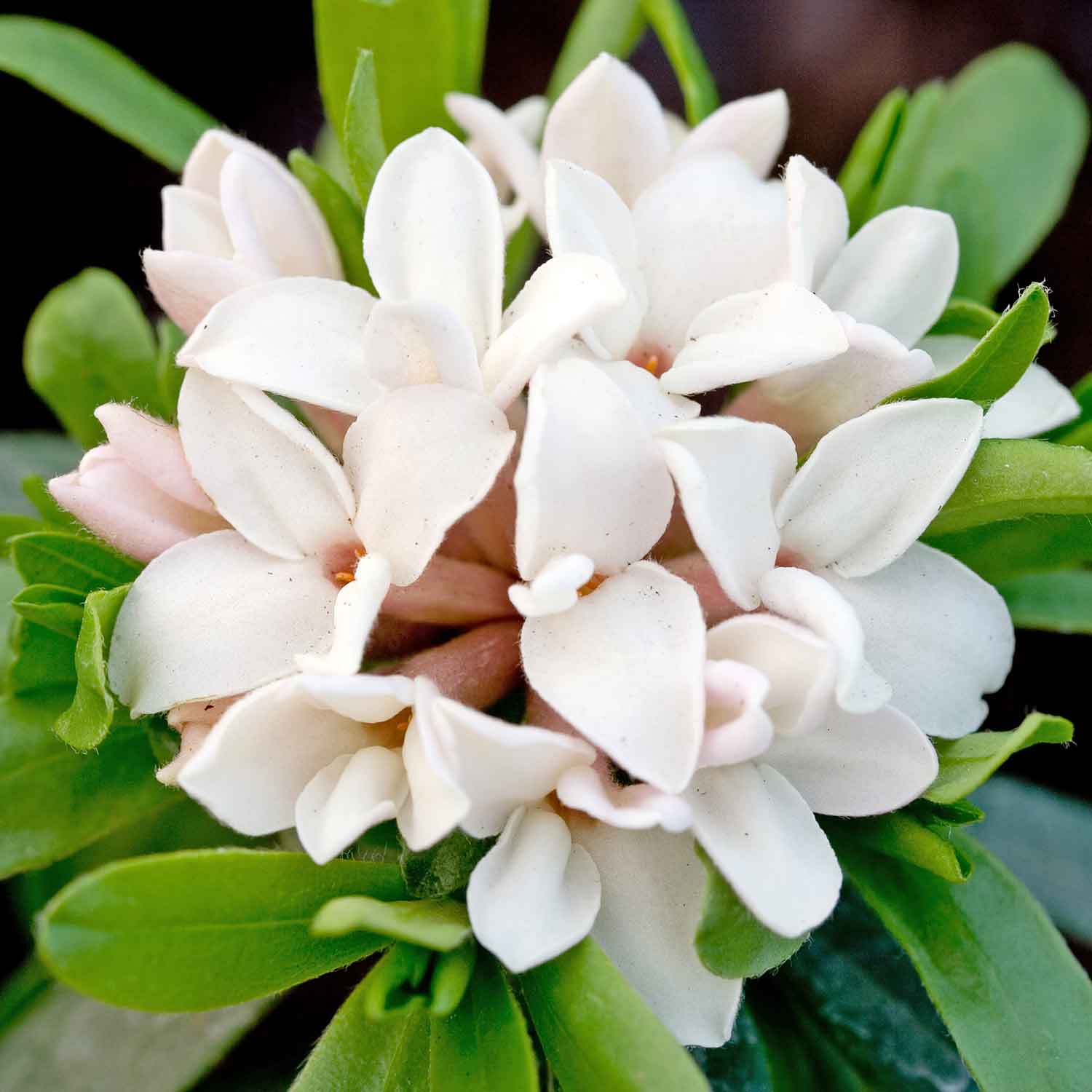Daphne 'eternal Fragrance' (daphne X Transatlantica) - Long-flowering Fragrant Evergreen | 1 x 1.5L | Green & Pink