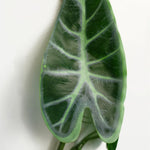 180cm Artificial Trailing Hanging Amazonica Plant Realistic