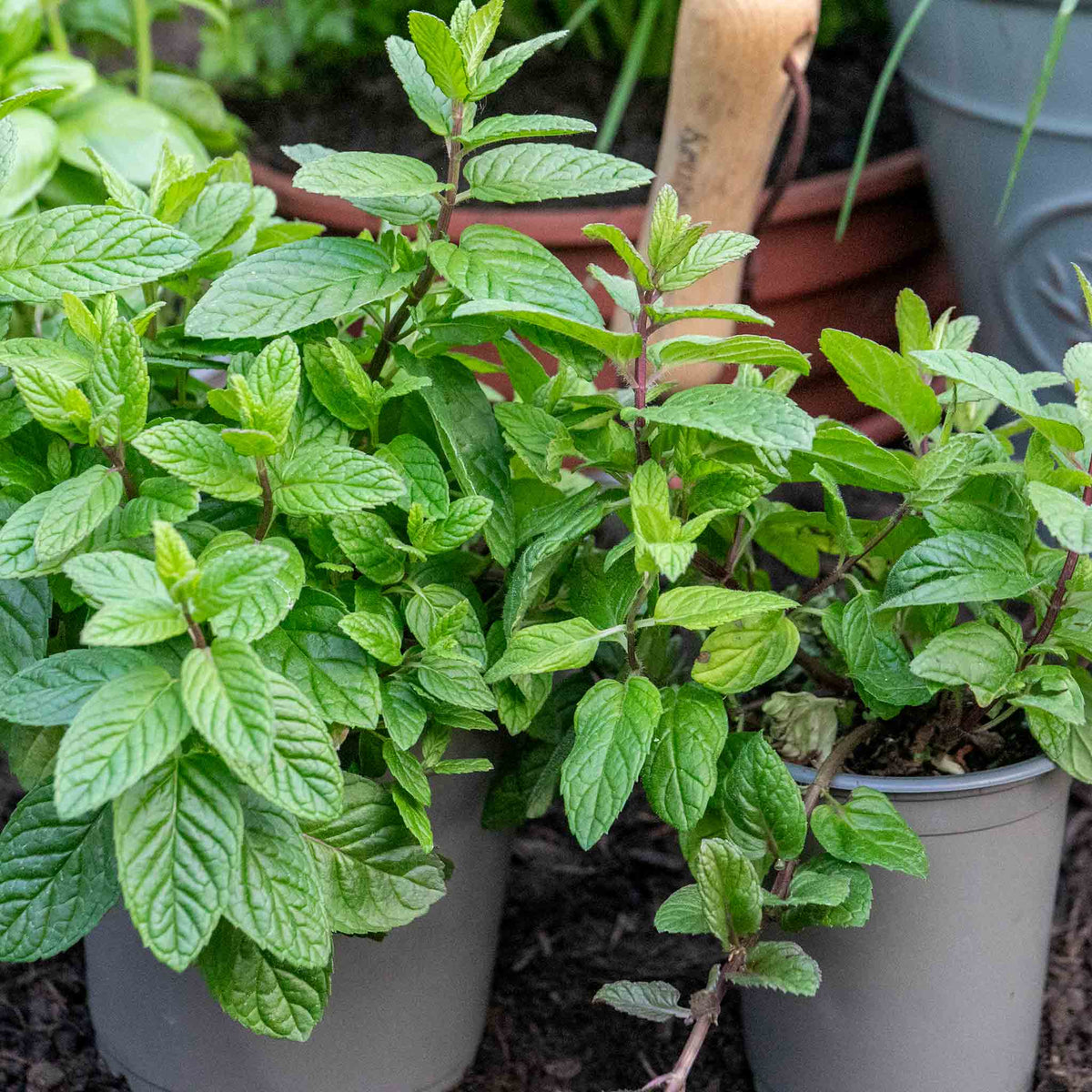 Mint 'garden' Hardy Perennial Herb | Set of 1 | Green