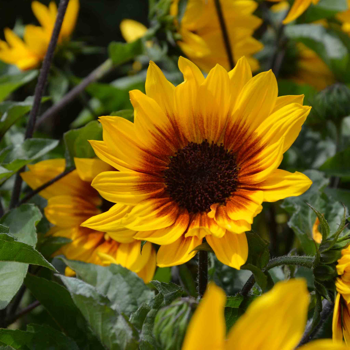 Sunflower 'sunbelievable Brown Eyed Girl' Compact Seedless Patio Variety Plug Plant | Set of 1 | Yellow