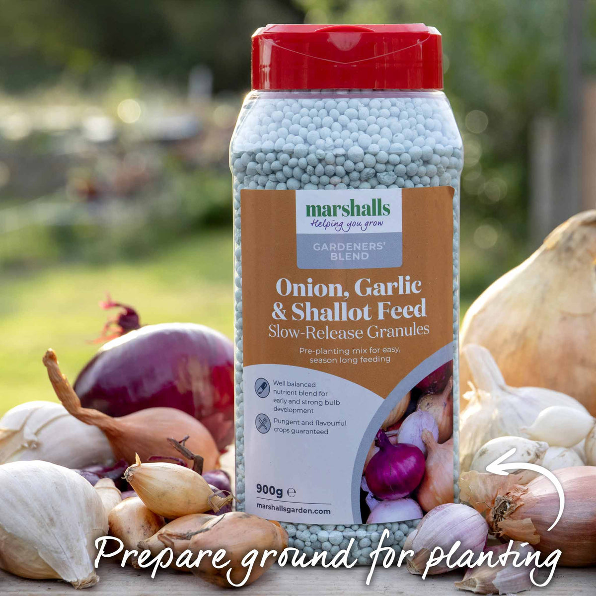 Shallot Duo Pack - Red Sun & Golden Gourmet | Set of 2