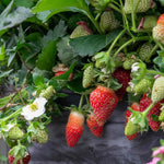 Strawberry 'summer Breeze Snow' F1 Everbearer, Semi-double White Flowers, | Red