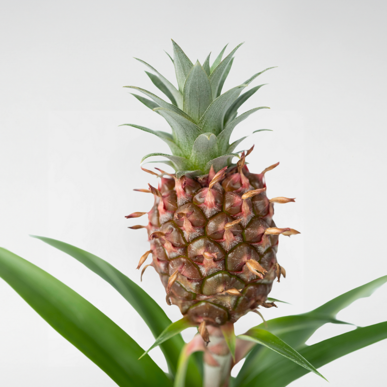 Miniature Pineapple Plant - Ananas Comosus 'mi Amigo' - Height 35-45cm - ⌀12cm | Set-of-1 | Green