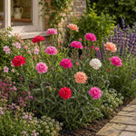The Dianthus ‘Super de Trouper’ Collection - Plug Plants | Set of 4 | Multi