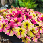 Petunia Raspberry Shake Garden Ready Plants Raspberry & Vanilla Swirled Blooms | 24 x Garden Ready Plants