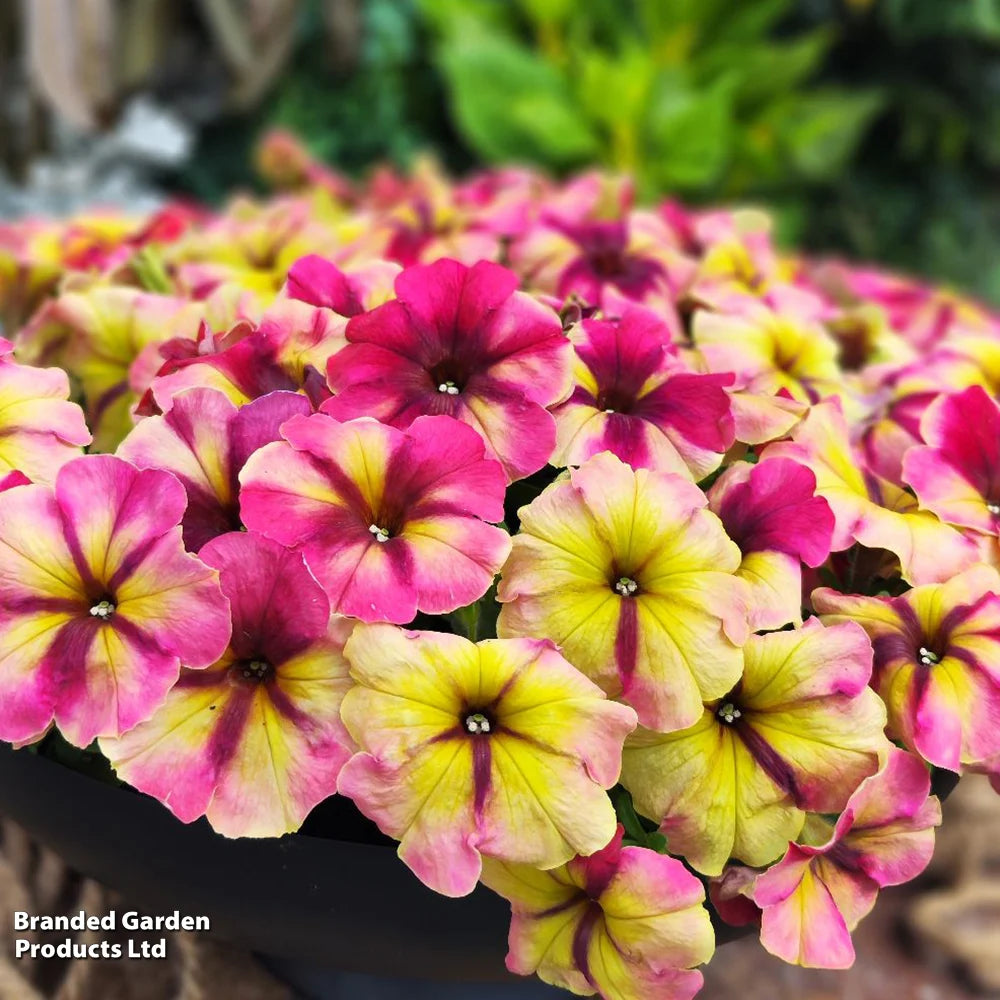 Petunia Raspberry Shake Garden Ready Plants Raspberry & Vanilla Swirled Blooms | 12 x Garden Ready Plants