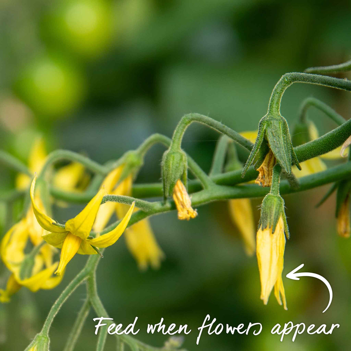Indigo Cherry Drops Bush Tomato 9cm Plants | Set of 3