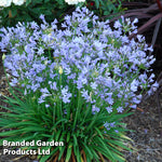 Thompson & Morgan Agapanthus Blue Storm 9cm Pot