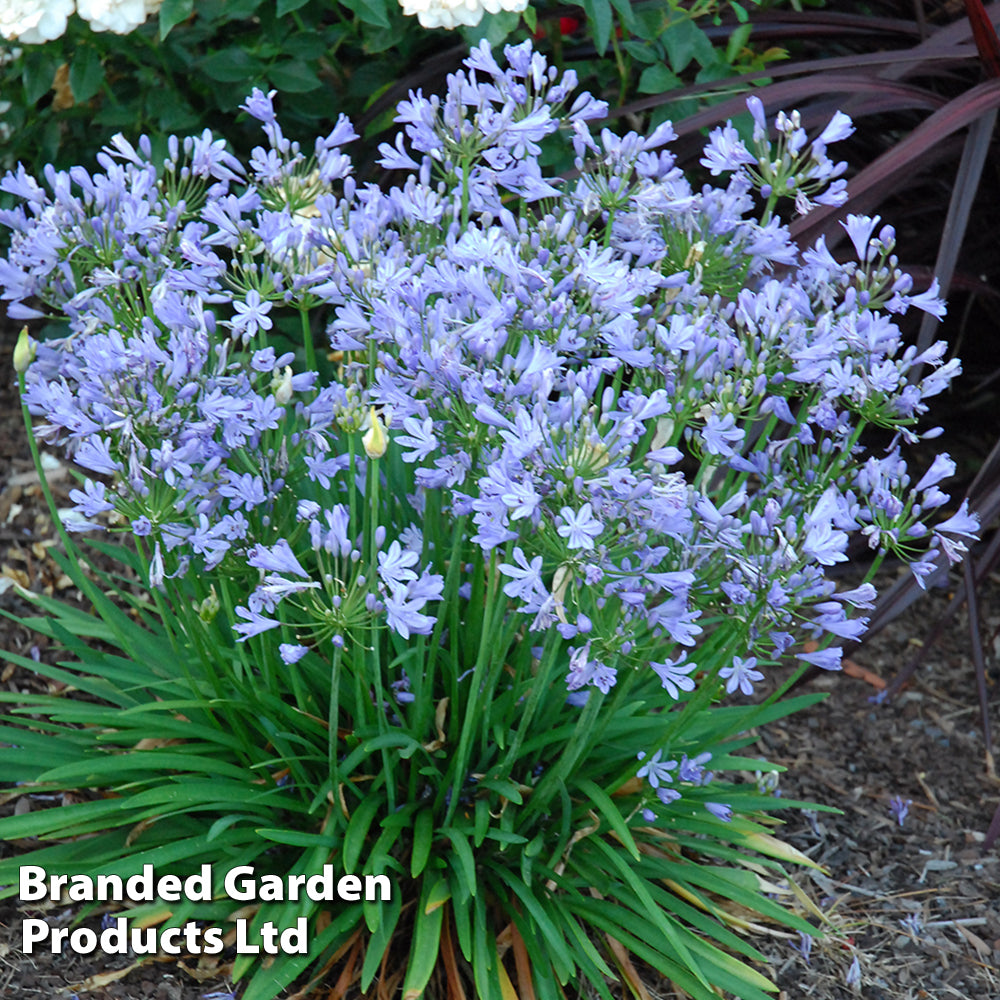 Thompson & Morgan Agapanthus Blue Storm 9cm Pot