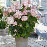 Hydrangea Arborescens Candybelle Bubblegum - 9cm pots | 3 x 9cm | Pink
