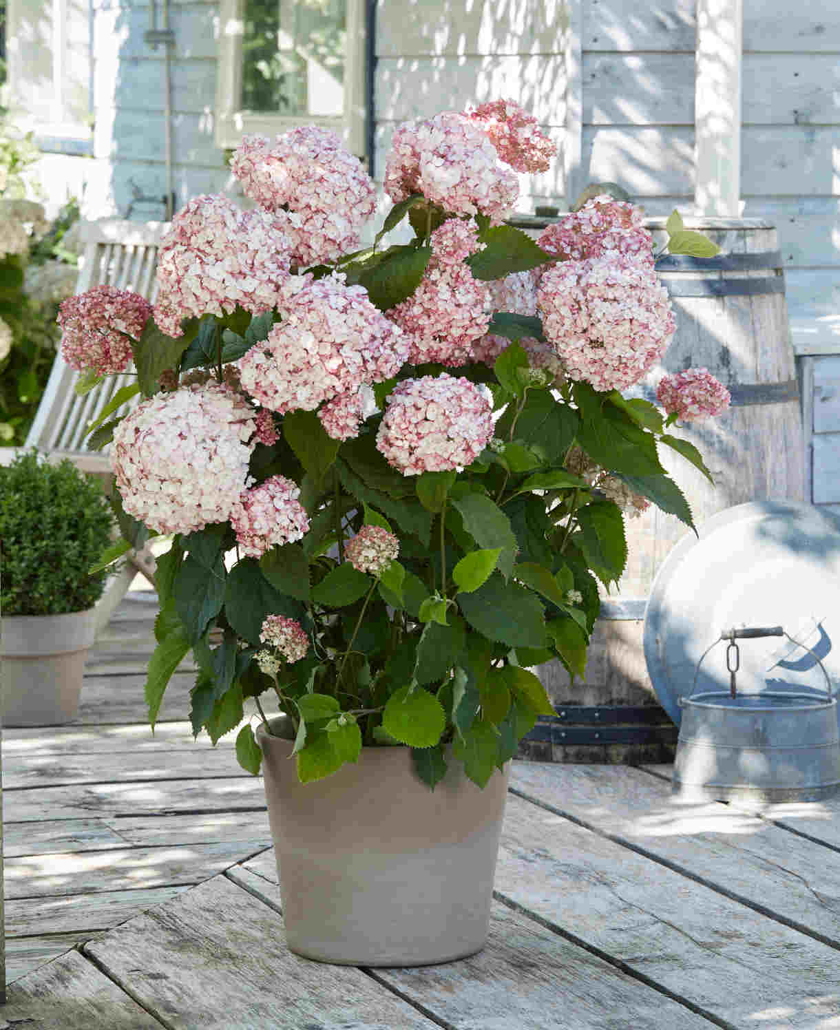 Hydrangea Arborescens Candybelle Bubblegum - 9cm pots | 3 x 9cm | Pink