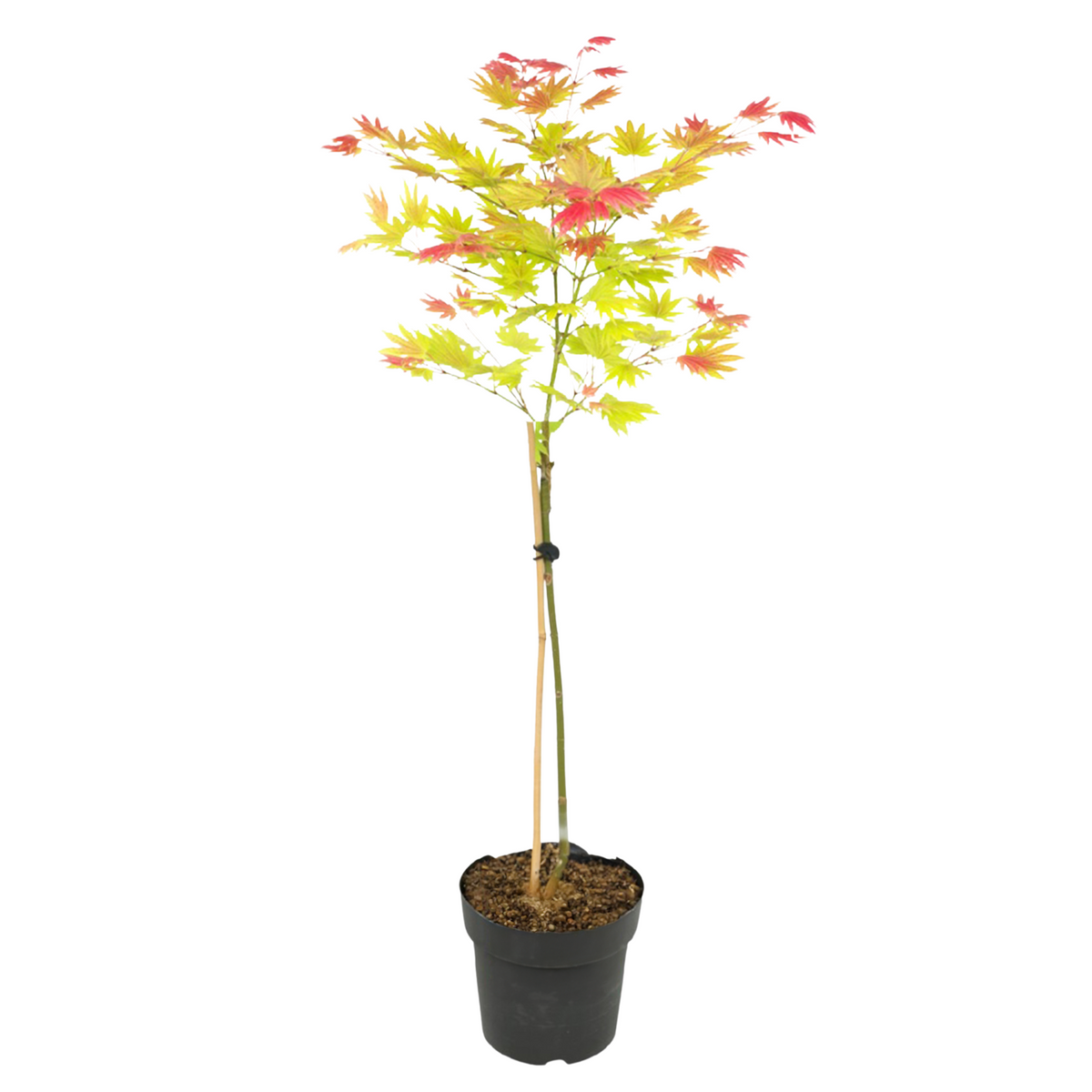 Japanese Maple - Acer Palmatum 'moonrise' - Height 80-90cm - ⌀19cm | Set of 1 | Green
