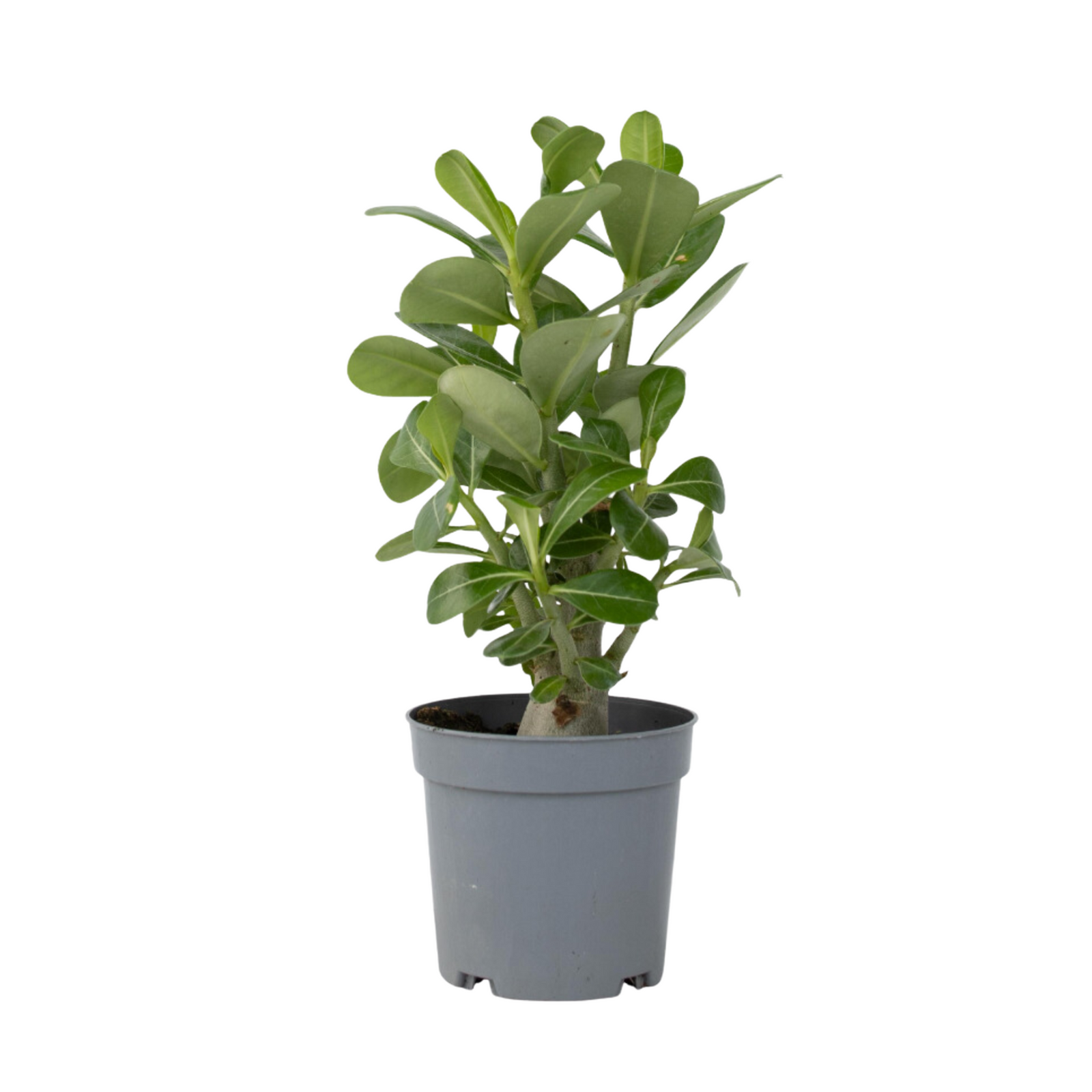 Desert Rose - Adenium Obesum - Height 25-40cm - ⌀10,5cm | Set of 1 | Pink