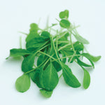 Rocket Victoria Microgreen Seeds | 1980 Seeds