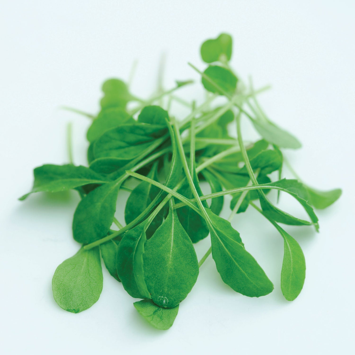 Rocket Victoria Microgreen Seeds | 1980 Seeds