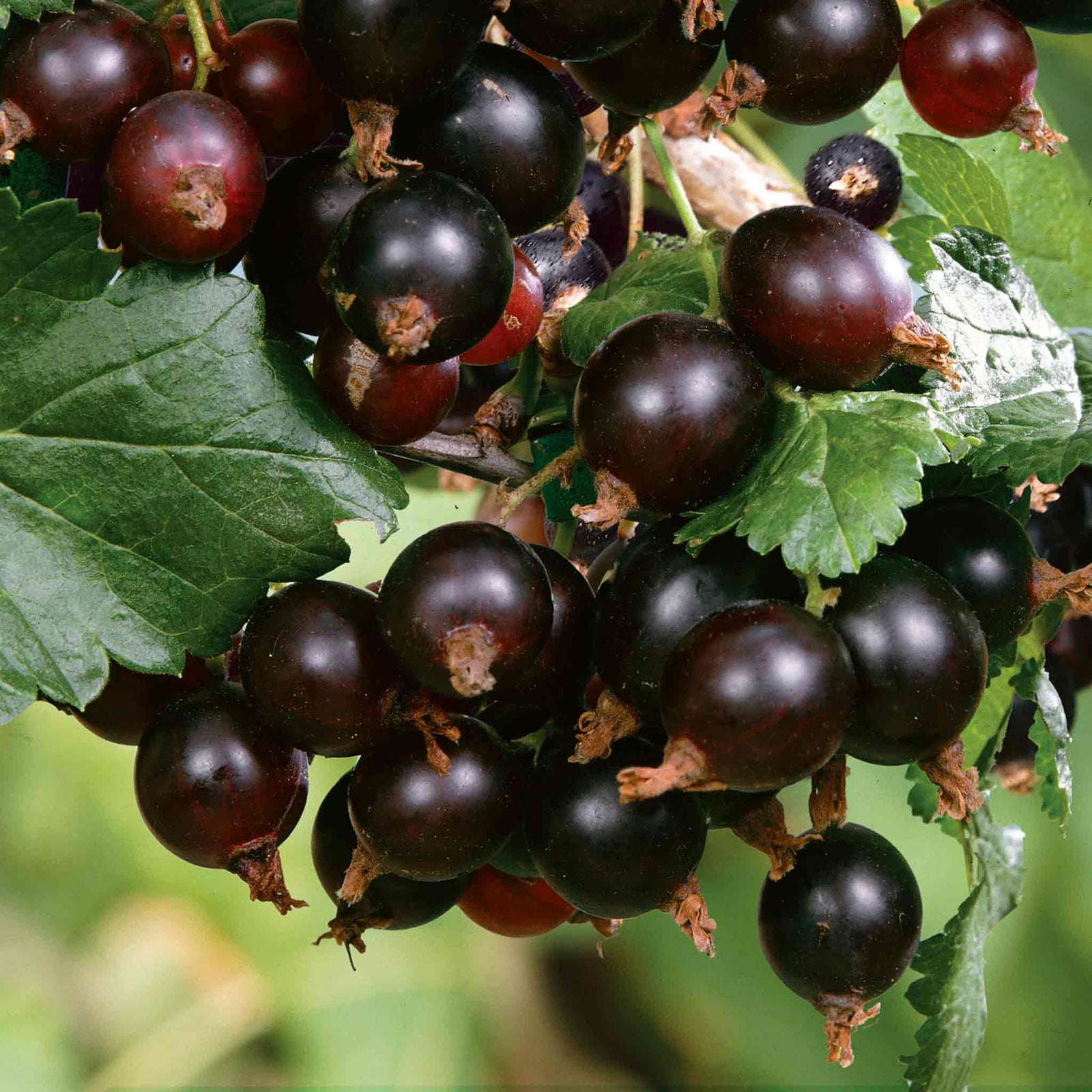 Blackcurrant 'big Ben' Plant - High Yield, Disease Resistant | 1 x 2L | Multi