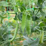 Mangetout Pea 'snow Wind' Garden Ready Plants | 12 x Garden Ready Plugs | Green