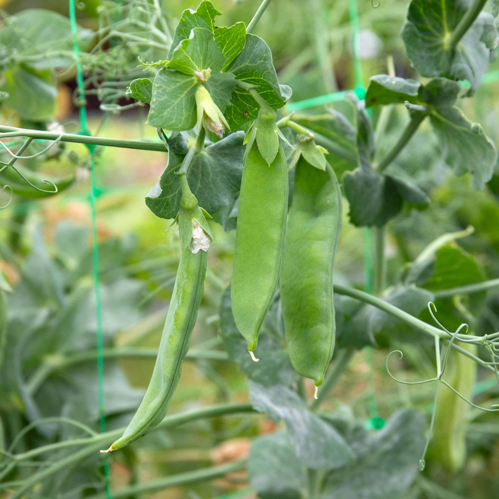 Mangetout Pea 'snow Wind' Garden Ready Plants | 12 x Garden Ready Plugs | Green