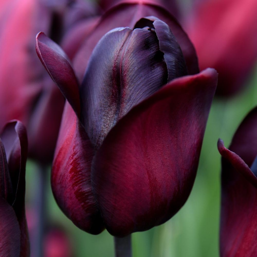 Tulip Triumph Ronaldo Bulbs | 16 x Bulbs