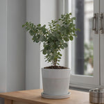 Gum Bush - 2 Pcs. - Eucalyptus 'botanic Hearts' - Height 35-45cm - ⌀15cm | Set of 2 | Yellow