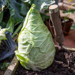 Pointed Hispi Cabbage | 12 x Garden Ready Plants | Green
