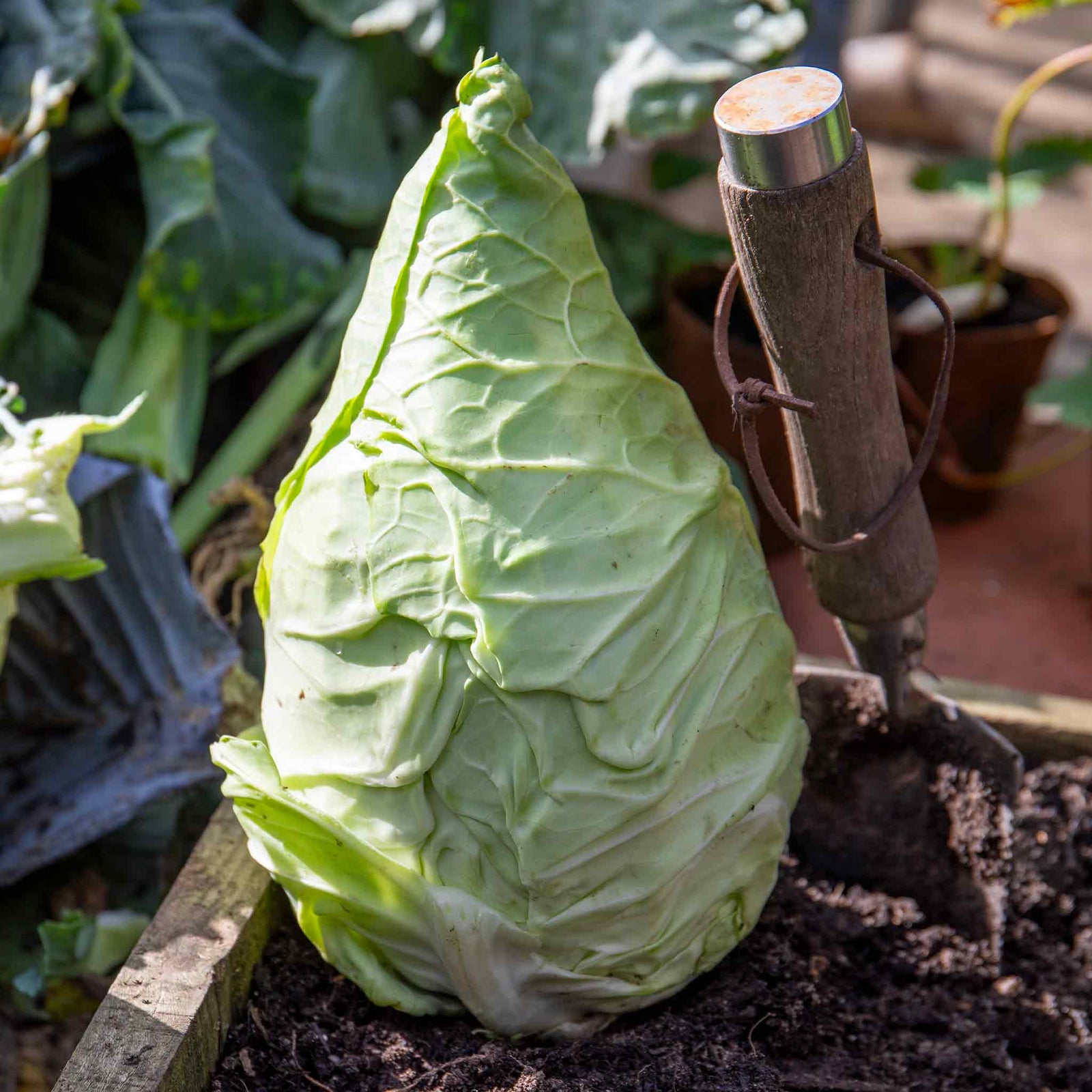 Pointed Hispi Cabbage | 12 x Garden Ready Plants | Green