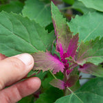 Tree Spinach Plant | 1 x 1L