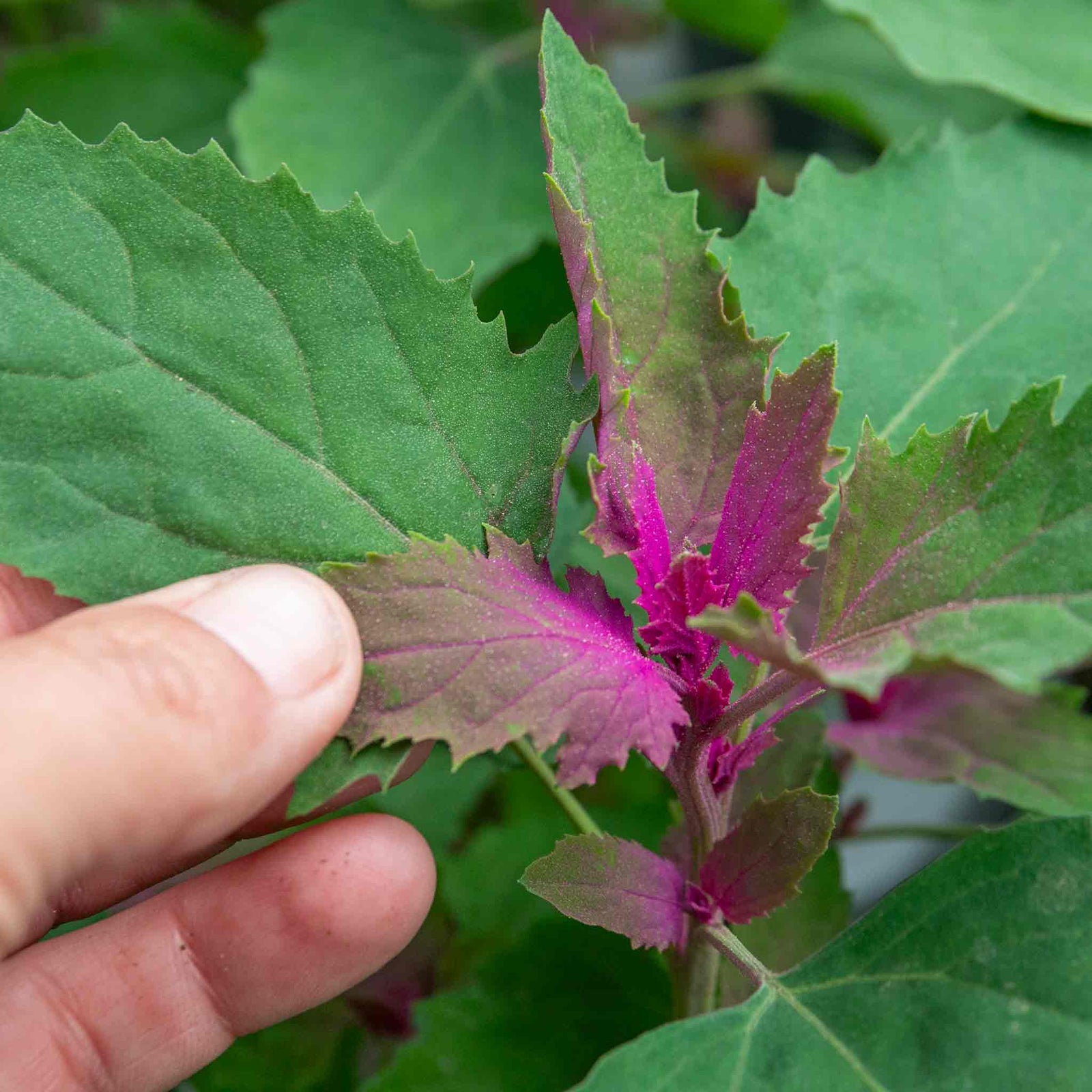 Tree Spinach Plant | 1 x 1L