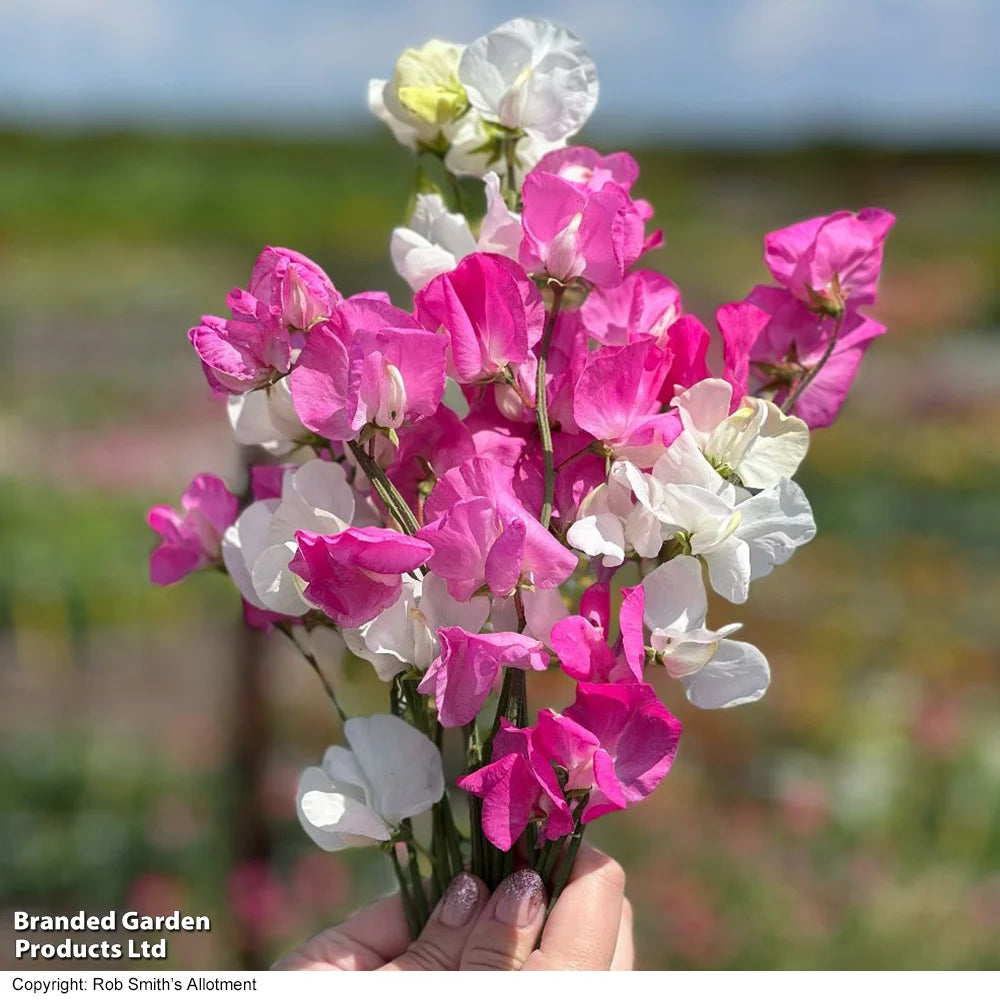 Sweet Pea Barbie Mix 9cm Pot | Set of 2