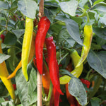 Long Horn' Chilli | 3 x 9cm | Multi