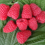Raspberry Full Season Collection Canes | Set of 18