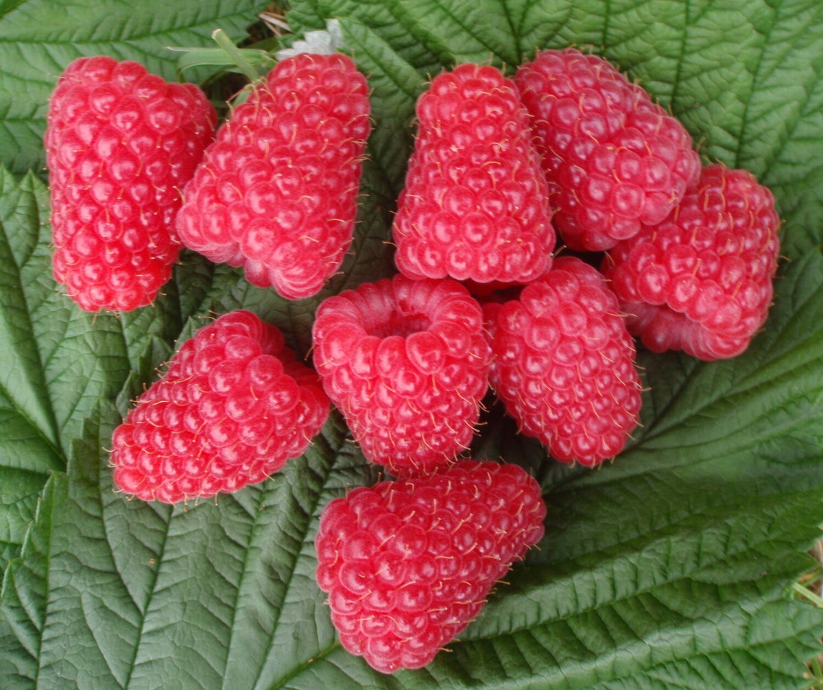Raspberry Full Season Collection Canes | Set of 18