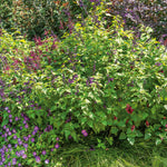 Salvia 'amistad' Deep Purple Hardy Perennial 120cm | 6 x Jumbo Plugs | Deep Purple