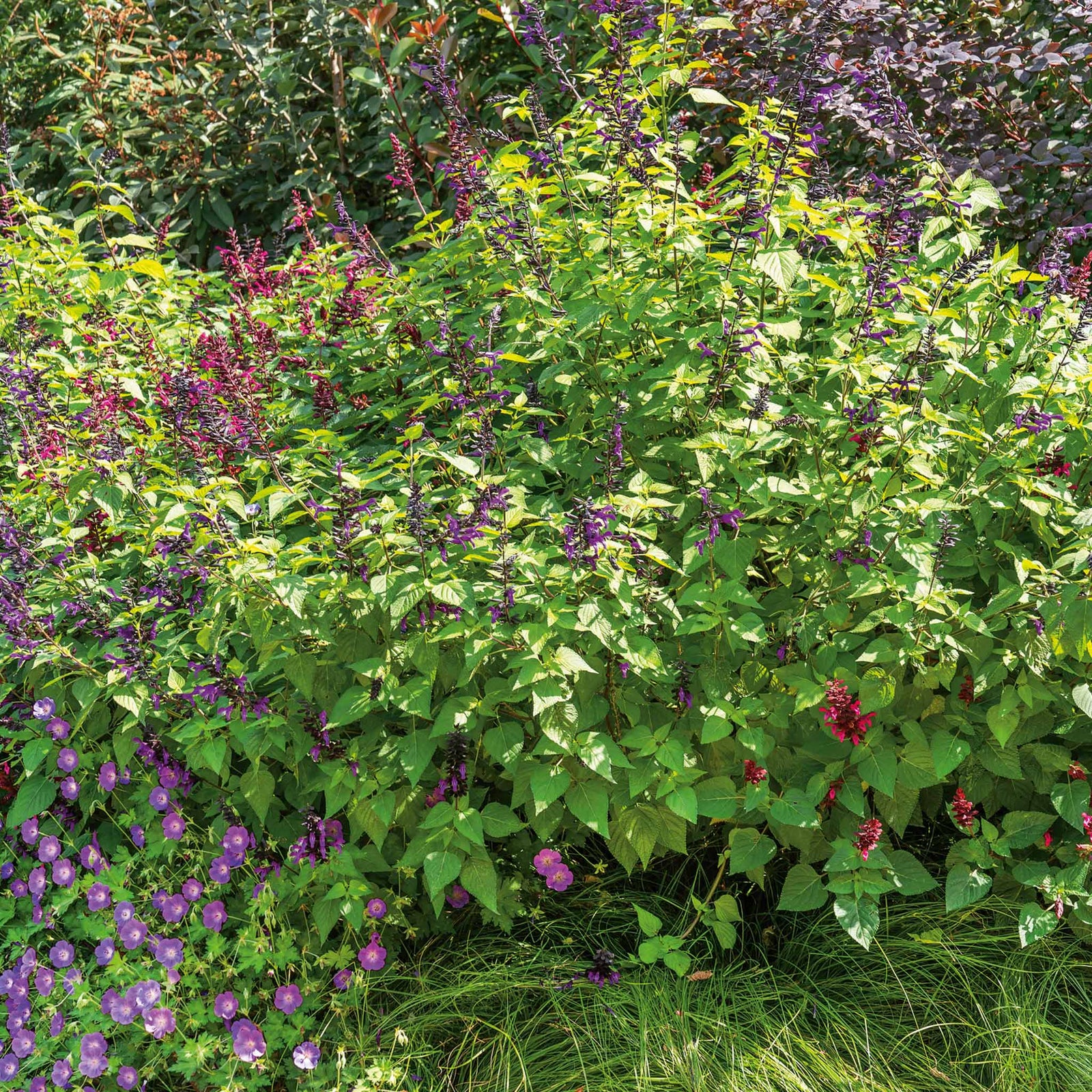 Salvia 'amistad' Deep Purple Hardy Perennial 120cm | 3 x Jumbo Plugs | Deep Purple